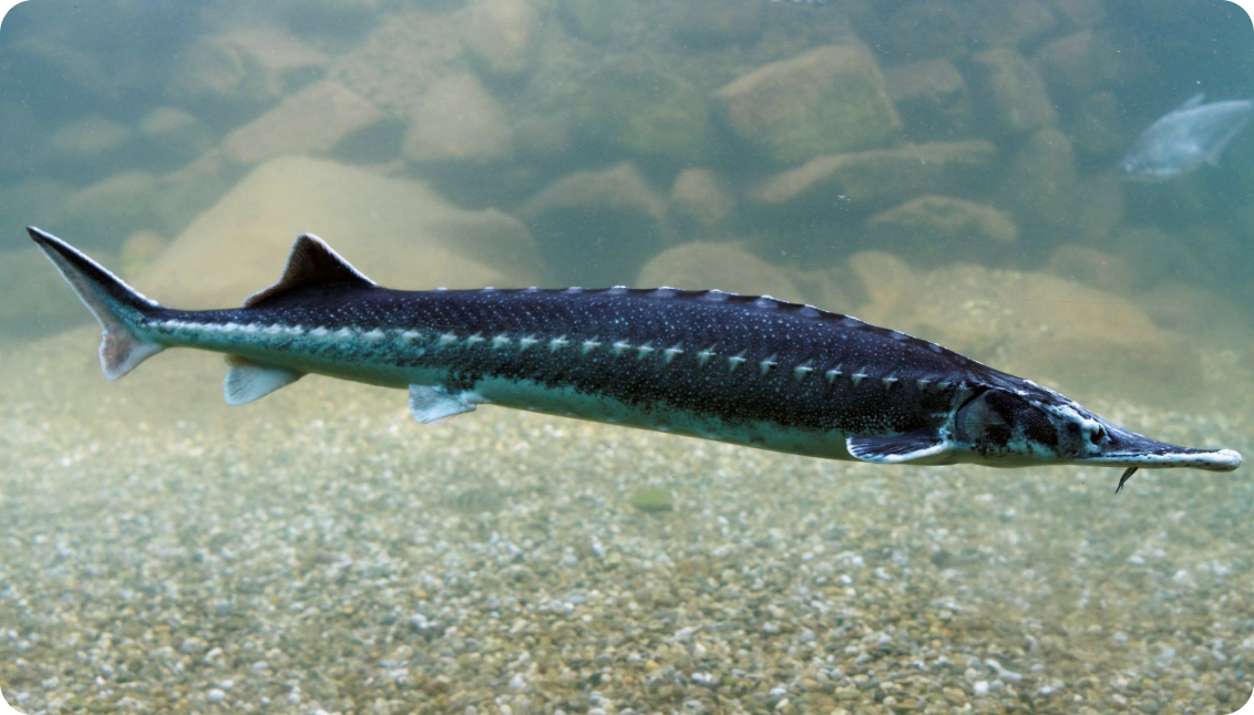 Uzunburun - Acipenser stellatus Pallas