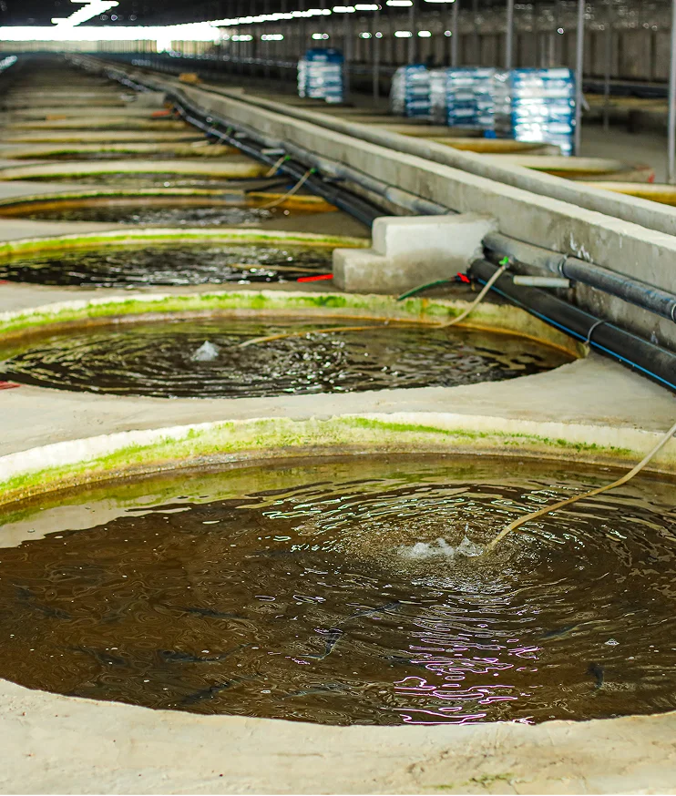 Что такое аквакультура и почему она важна?